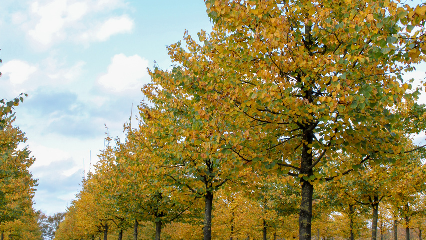 Tilia cordata 'Böhlje' standard tree