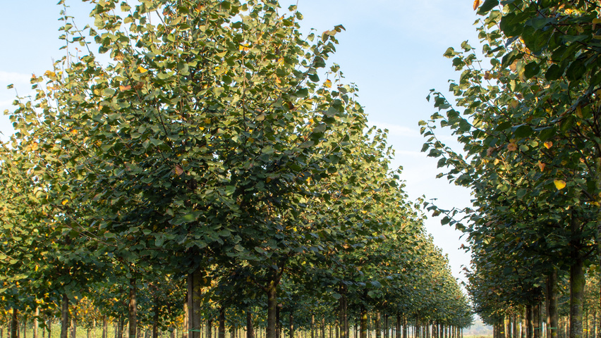Tilia cordata 'Böhlje' standard tree