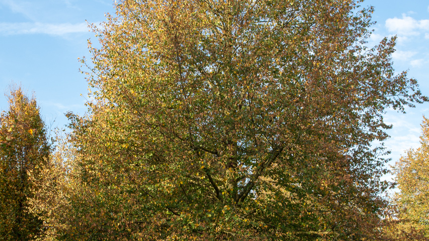 Tilia cordata 'Böhlje' standard tree