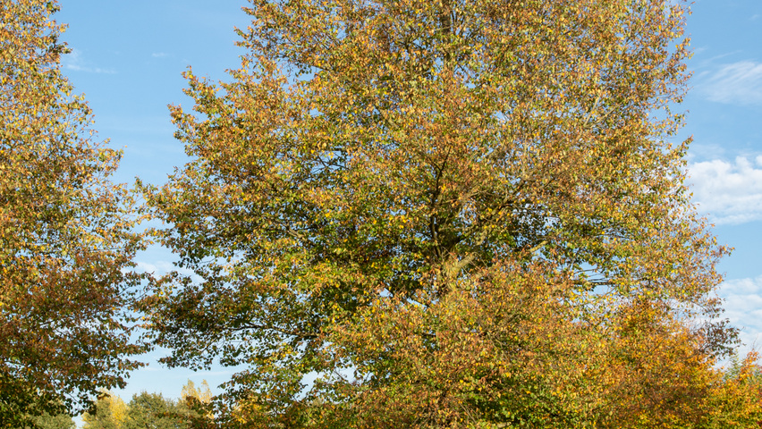 Tilia cordata 'Böhlje' standard tree