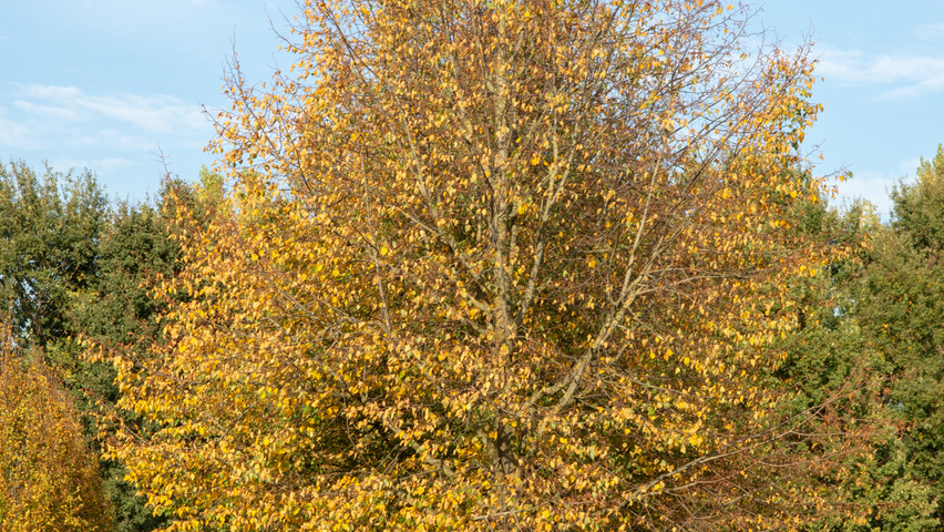 Tilia cordata 'Böhlje' standard tree