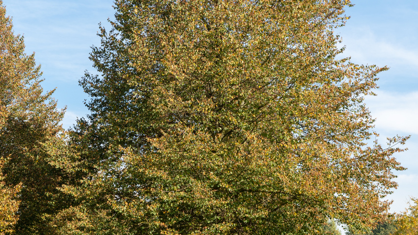Tilia cordata 'Böhlje' standard tree