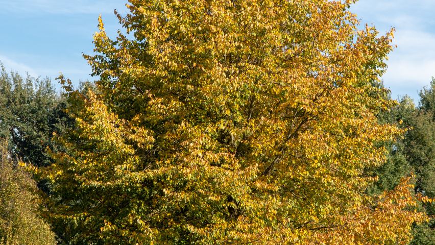 Tilia cordata 'Böhlje' standard tree