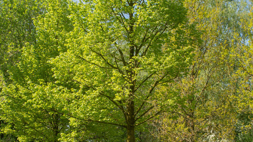 Tilia cordata 'Böhlje' standard tree