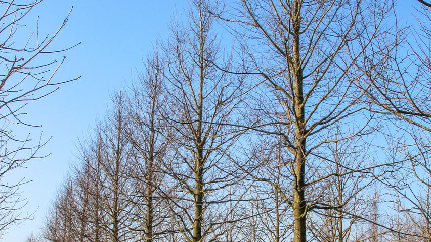 Tilia cordata 'Böhlje' standard tree