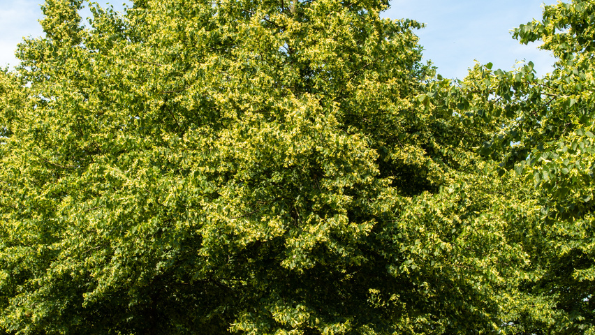 Tilia cordata 'Böhlje' standard tree