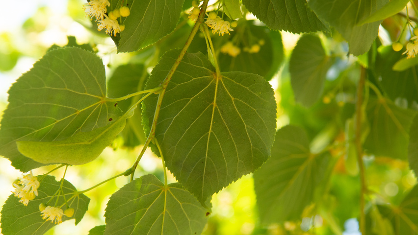 Tilia cordata 'Böhlje' leaves
