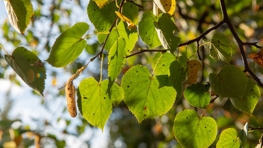Tilia cordata 'Böhlje' leaves
