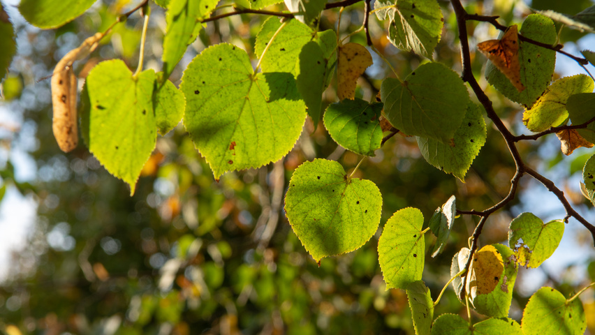 Tilia cordata 'Böhlje' leaves