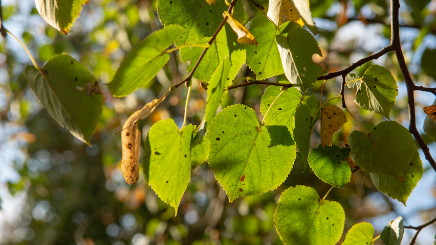 Tilia cordata 'Böhlje' leaves
