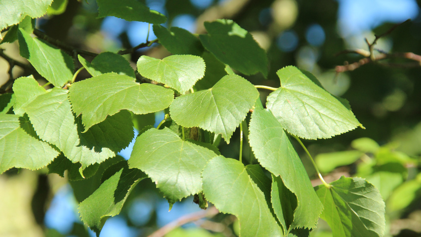 Tilia cordata 'Böhlje' leaves