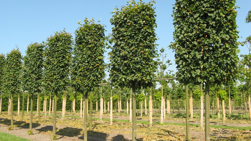 Tilia cordata 'Böhlje' pleached