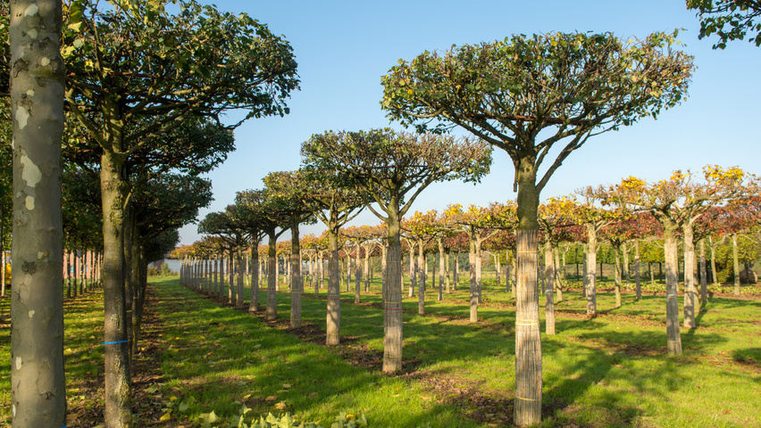Tilia cordata 'Böhlje' roof-trained
