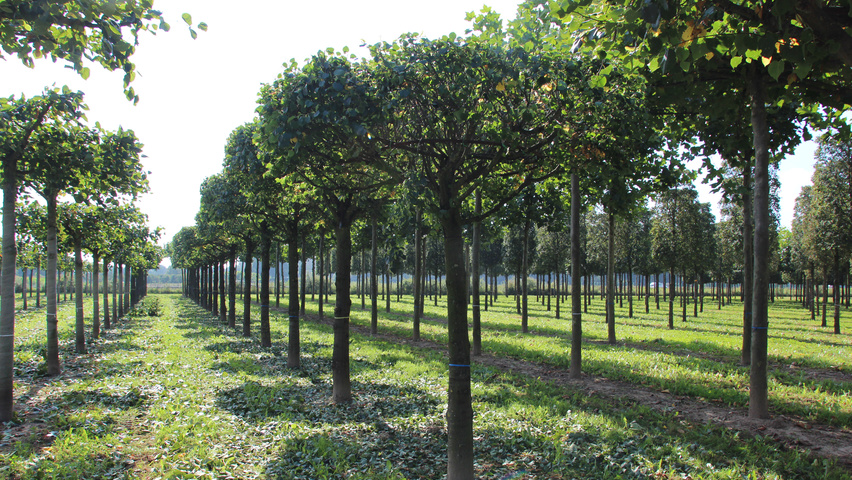 Tilia cordata 'Böhlje' roof-trained