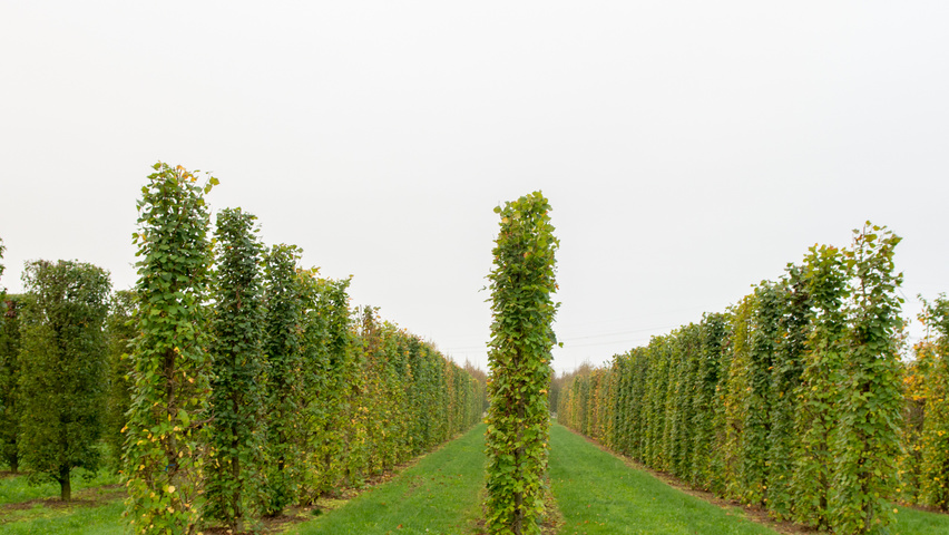Tilia cordata Säule