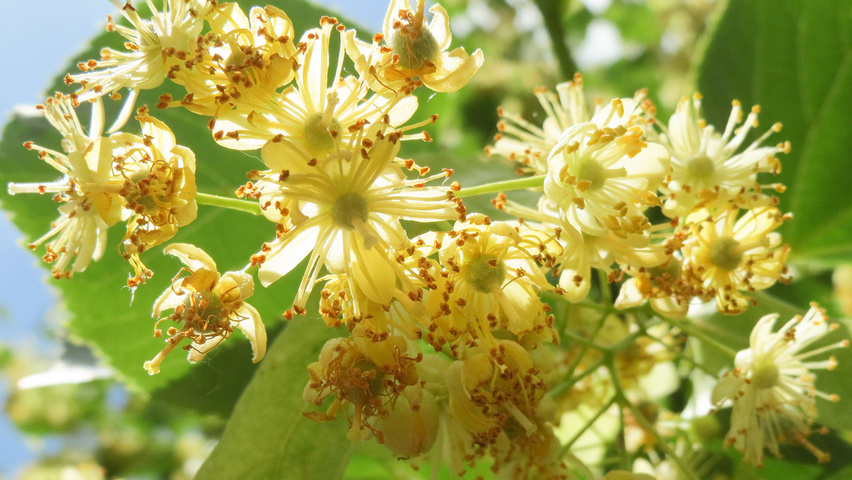 Tilia cordata Blumen