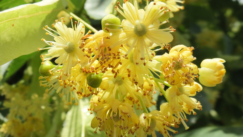 Tilia cordata Blumen