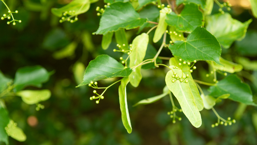 Tilia cordata Frucht