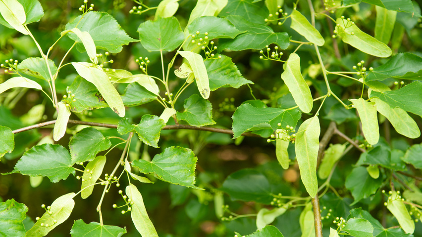 Tilia cordata Frucht