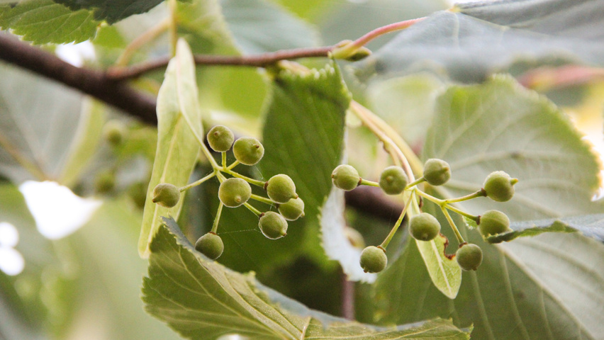 Tilia cordata Frucht