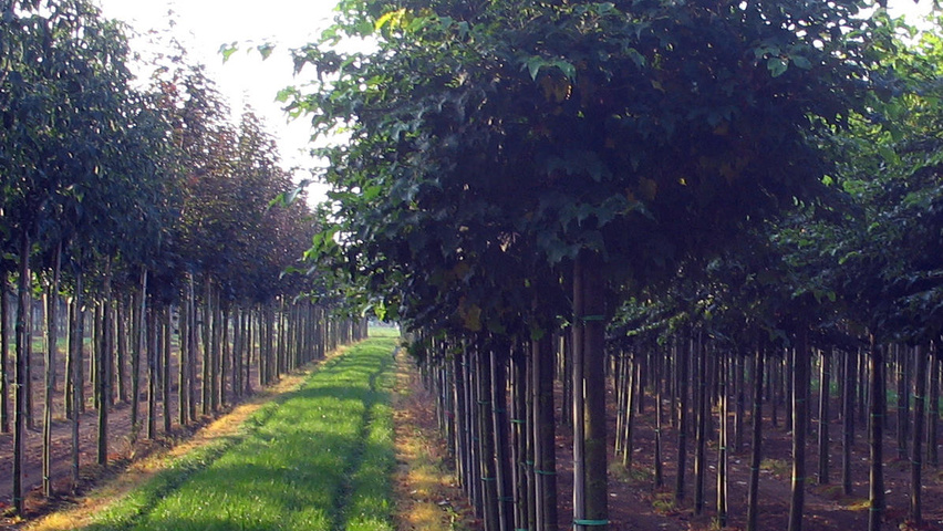 Tilia cordata 'Green Globe' standard tree