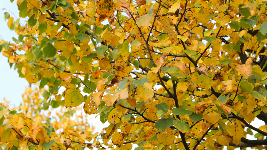Tilia cordata 'Greenspire' herfstblad