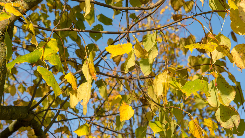 Tilia cordata 'Greenspire' herfstblad