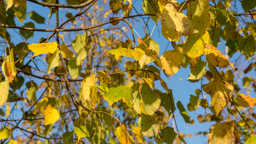 Tilia cordata 'Greenspire' herfstblad
