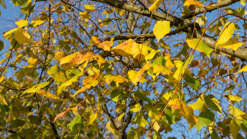 Tilia cordata 'Greenspire' herfstblad