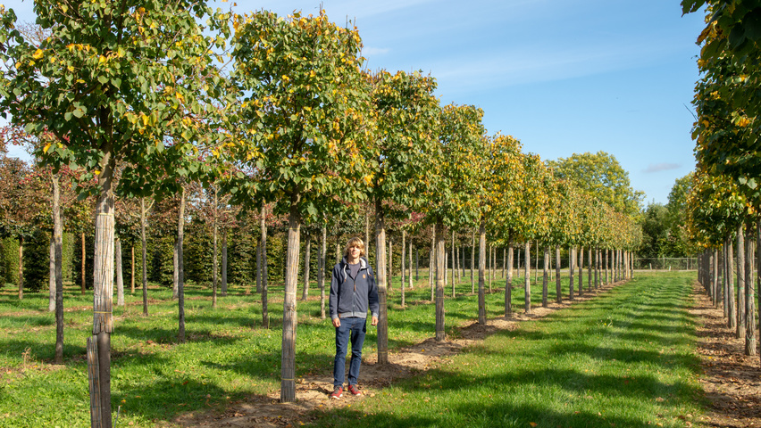 Tilia cordata 'Greenspire' blok