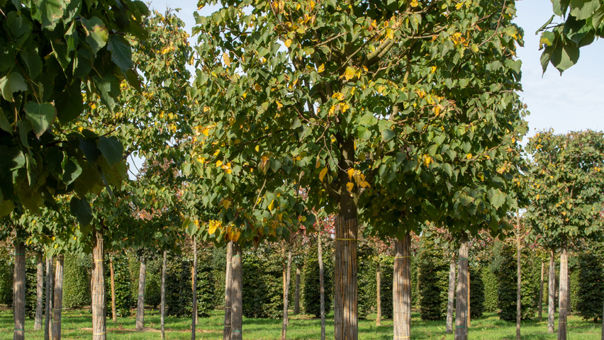 Tilia cordata 'Greenspire' blok
