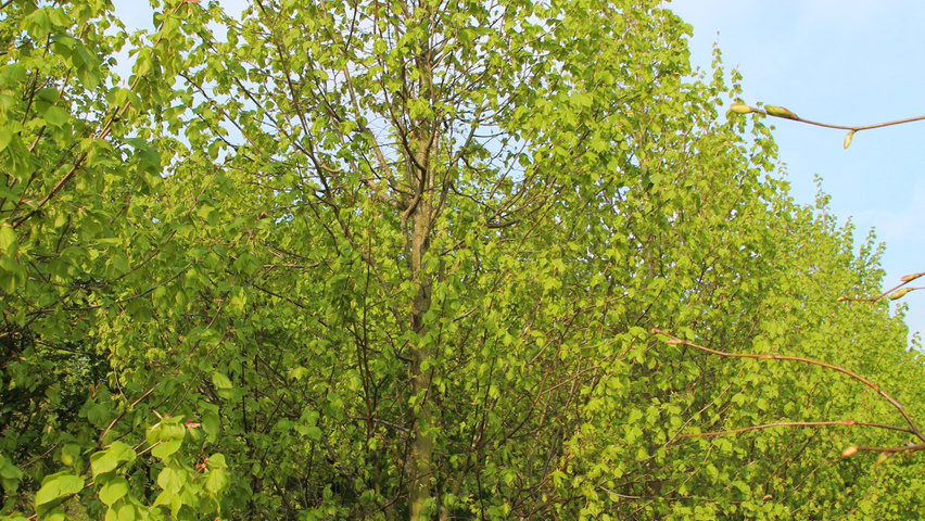 Tilia cordata 'Greenspire' beveerd