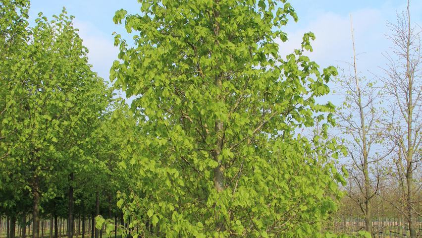 Tilia cordata 'Greenspire' beveerd