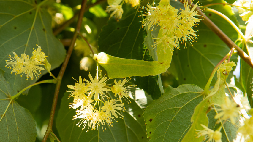 Tilia cordata 'Greenspire' bloem