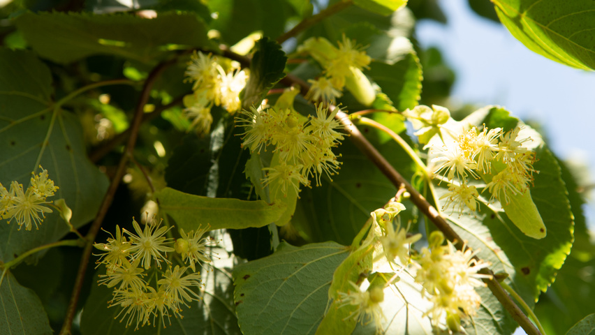 Tilia cordata 'Greenspire' bloem
