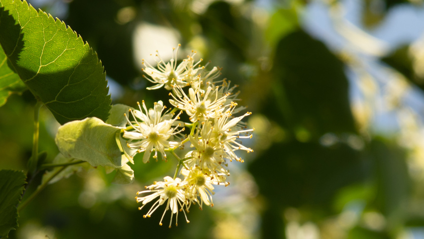 Tilia cordata 'Greenspire' bloem