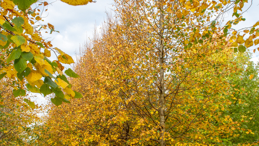 Tilia cordata 'Greenspire' hoogstam