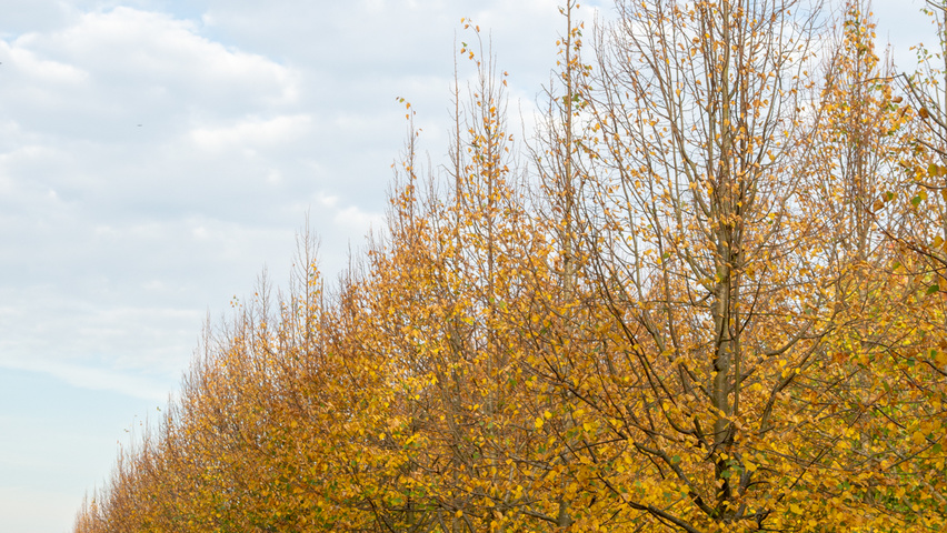 Tilia cordata 'Greenspire' hoogstam