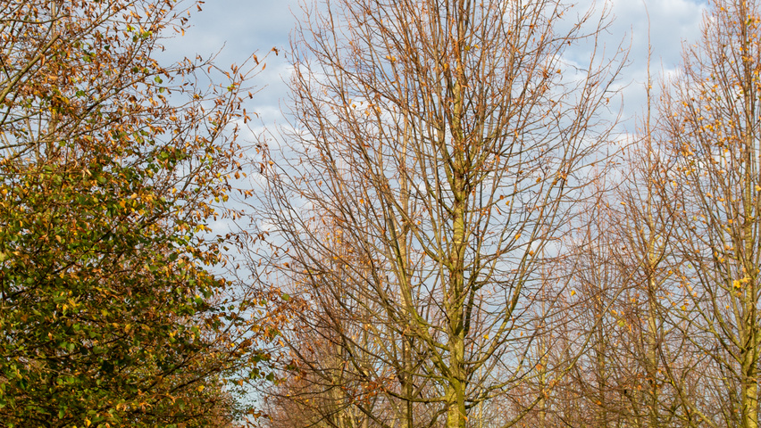 Tilia cordata 'Greenspire' hoogstam