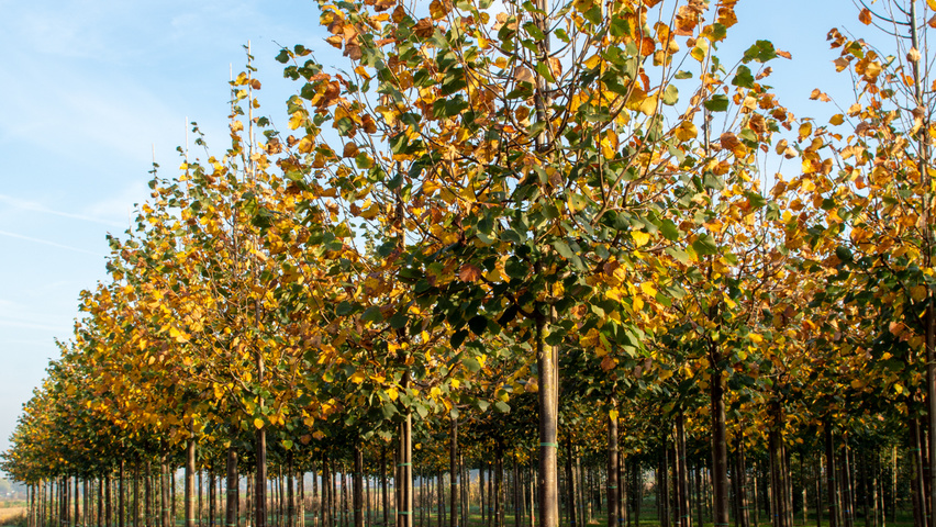 Tilia cordata 'Greenspire' hoogstam