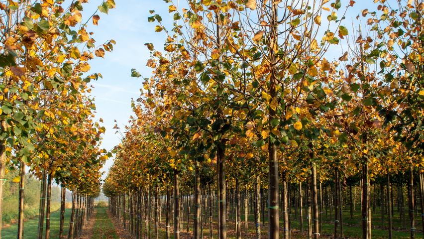 Tilia cordata 'Greenspire' hoogstam