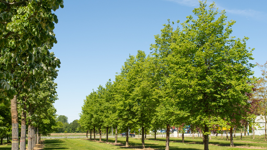 Tilia cordata 'Greenspire' hoogstam