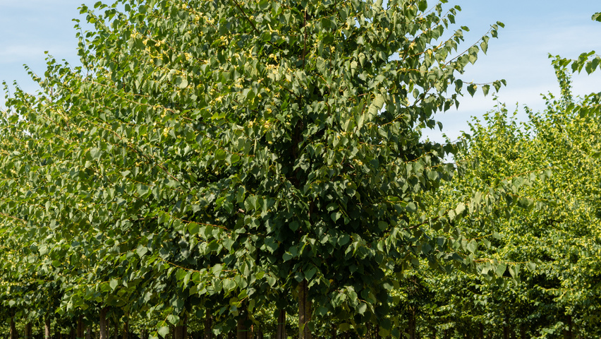 Tilia cordata 'Greenspire' hoogstam
