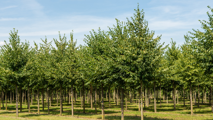Tilia cordata 'Greenspire' hoogstam