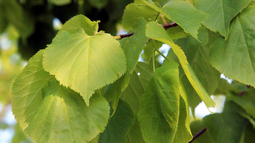 Tilia cordata 'Greenspire' blad