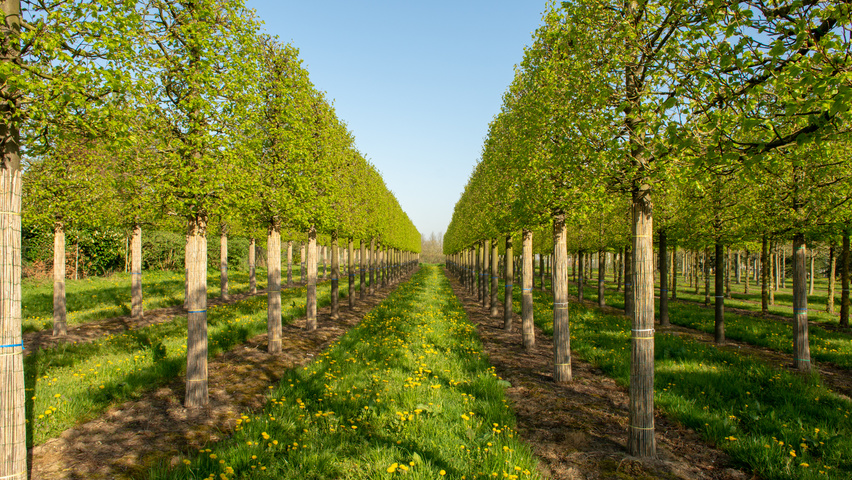 Tilia cordata 'Greenspire' leischerm