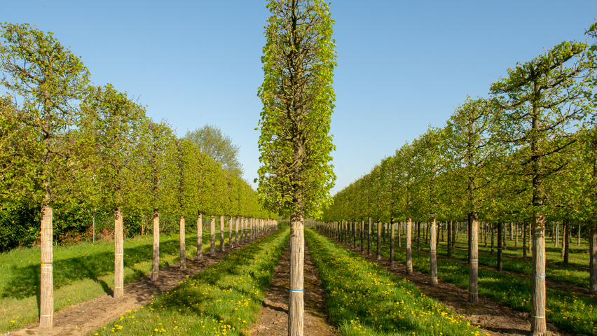 Tilia cordata 'Greenspire' leischerm