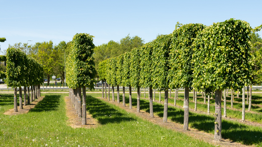 Tilia cordata 'Greenspire' leischerm