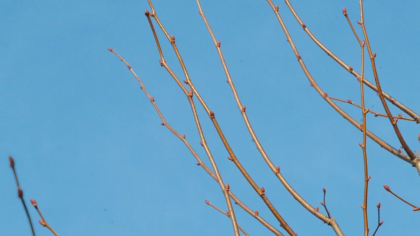 Tilia cordata 'Greenspire' twijgen