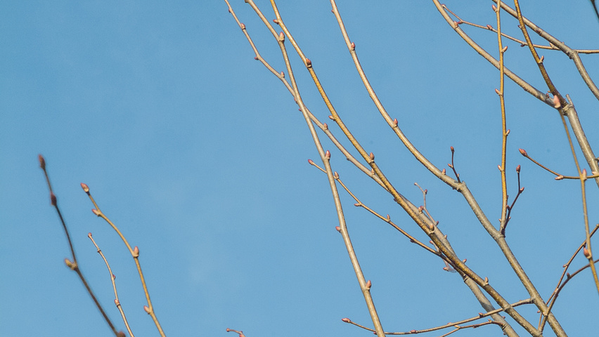 Tilia cordata 'Greenspire' twijgen